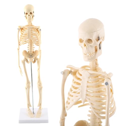 高品質！ミニチュアホースの全身骨格標本 高品質！ミニチュアホース（オス）の全身骨格標本 - 頭骨・骨格